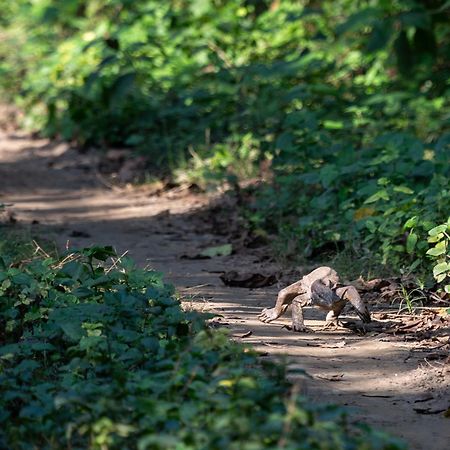 Sanctuary Chitwan National Park Dış mekan fotoğraf