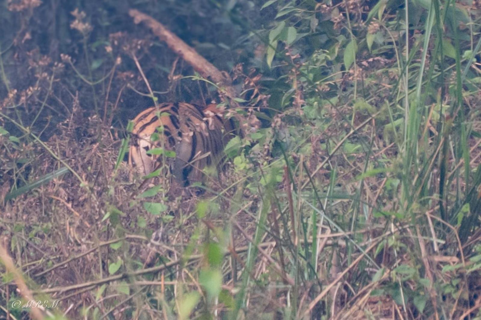Sanctuary Chitwan National Park Dış mekan fotoğraf