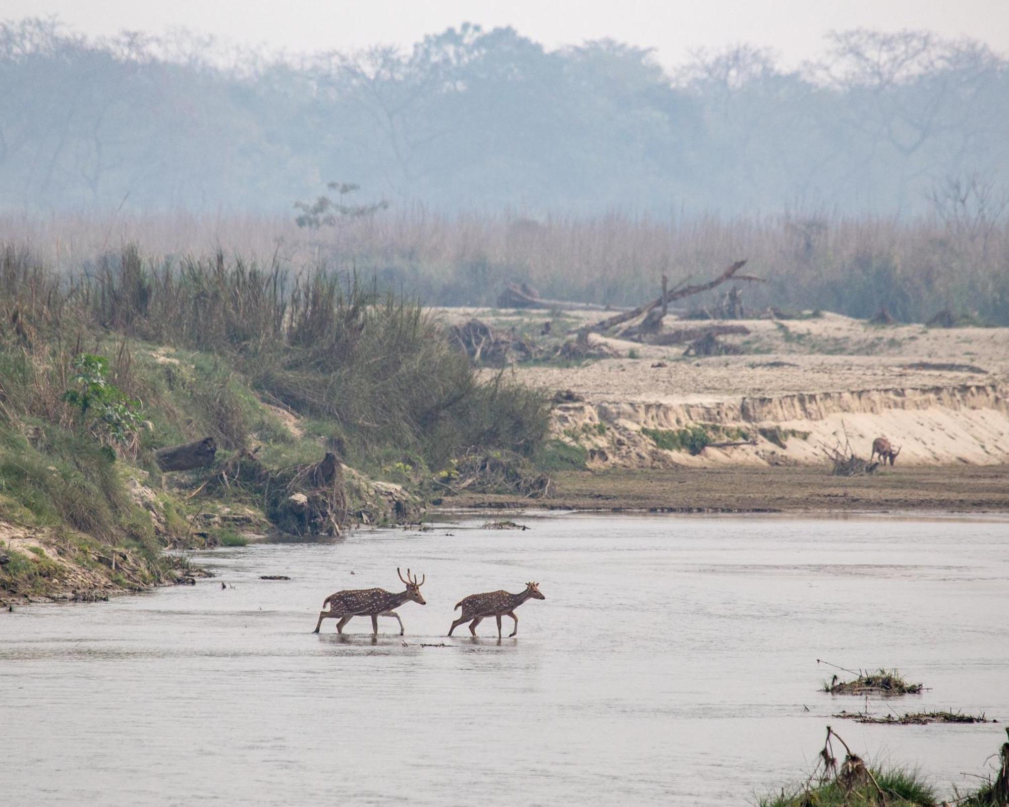 Sanctuary Chitwan National Park Dış mekan fotoğraf