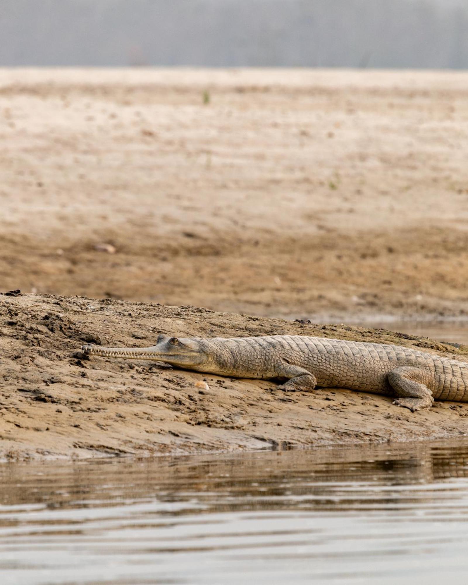 Sanctuary Chitwan National Park Dış mekan fotoğraf