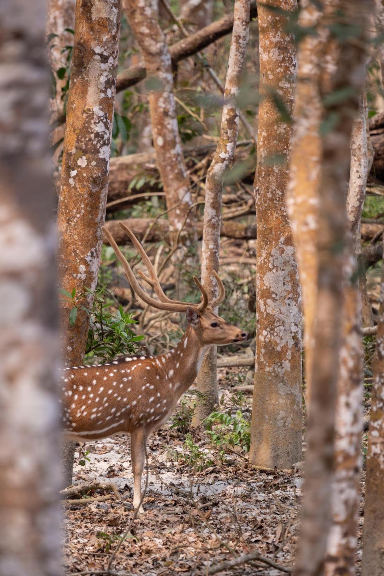 Sanctuary Chitwan National Park Dış mekan fotoğraf