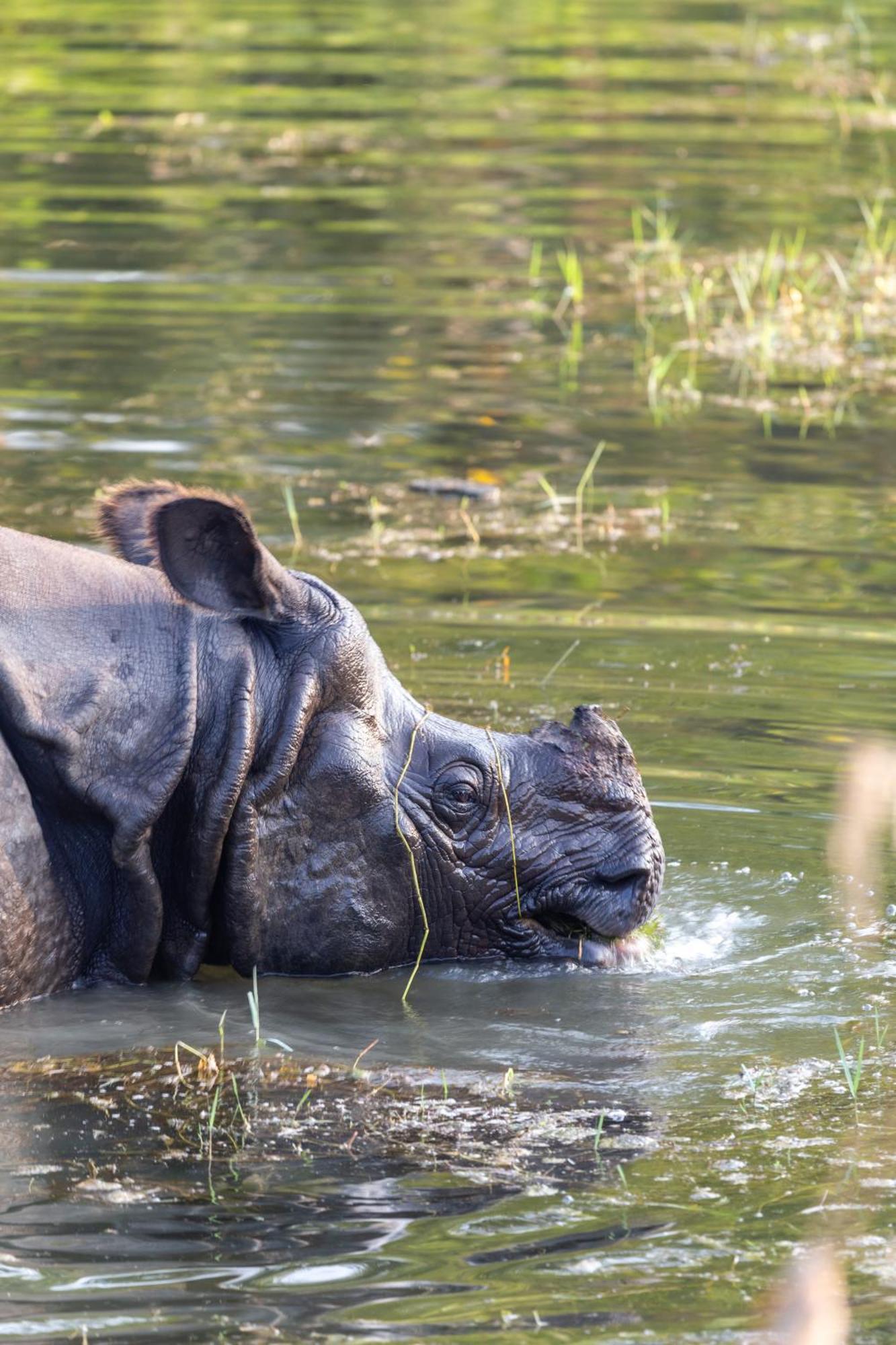 Sanctuary Chitwan National Park Dış mekan fotoğraf