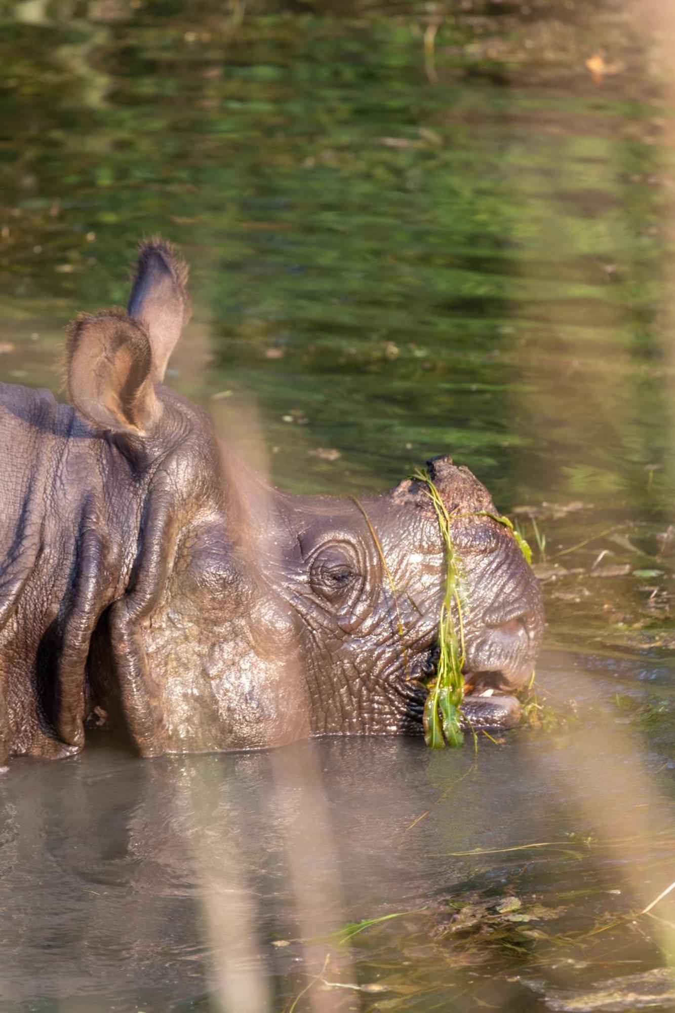 Sanctuary Chitwan National Park Dış mekan fotoğraf