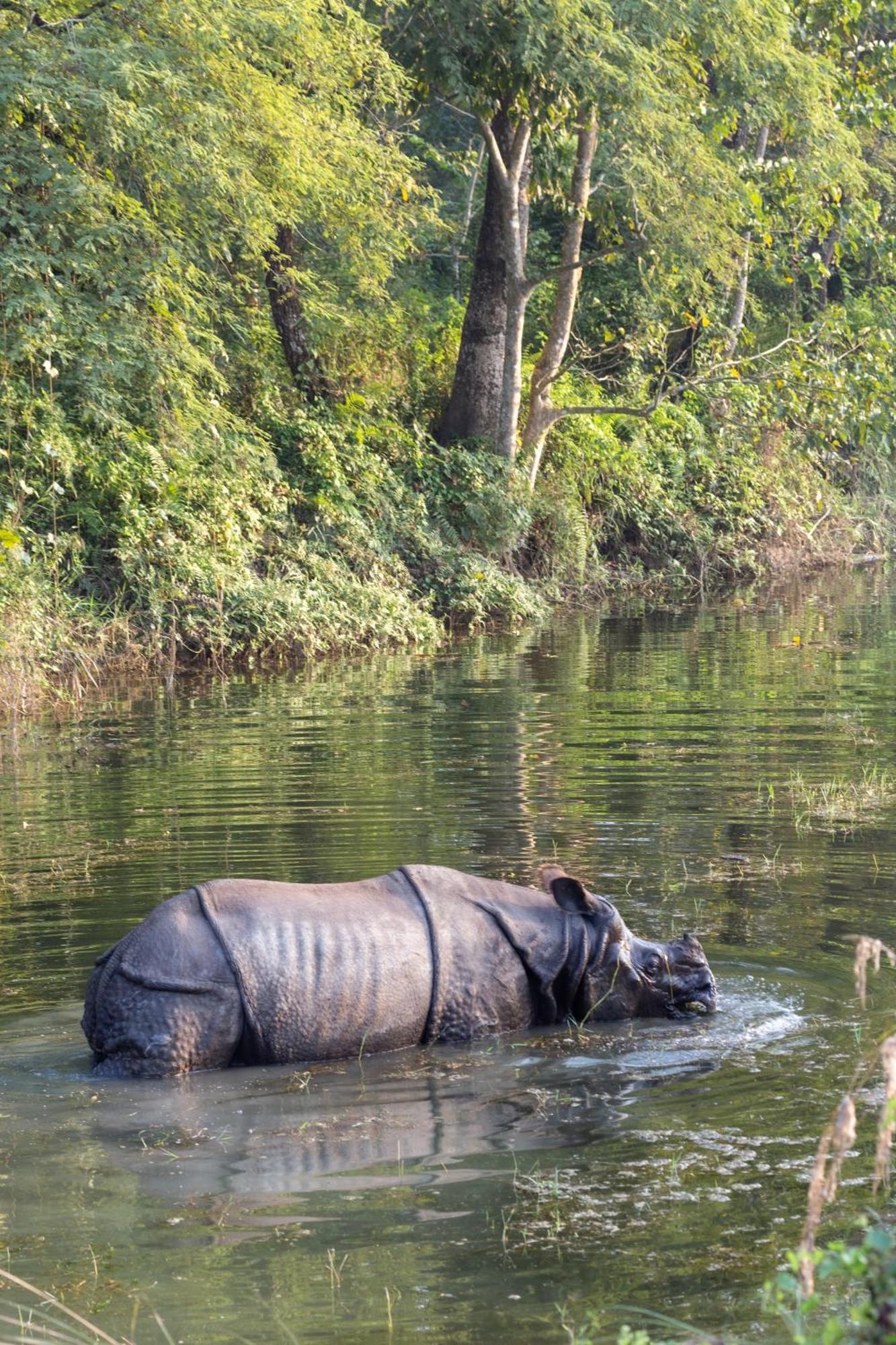 Sanctuary Chitwan National Park Dış mekan fotoğraf