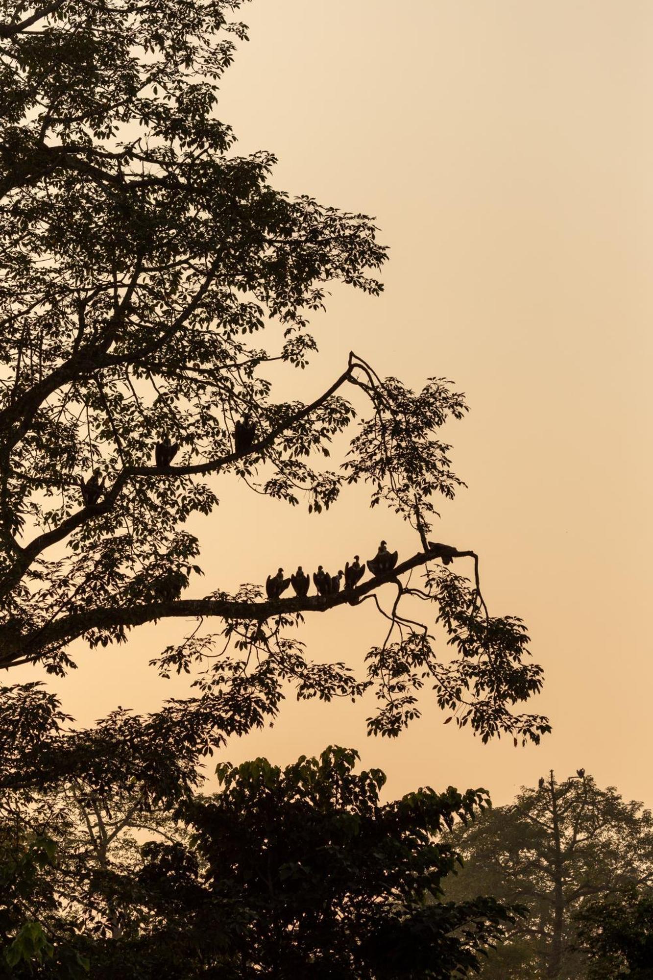 Sanctuary Chitwan National Park Dış mekan fotoğraf