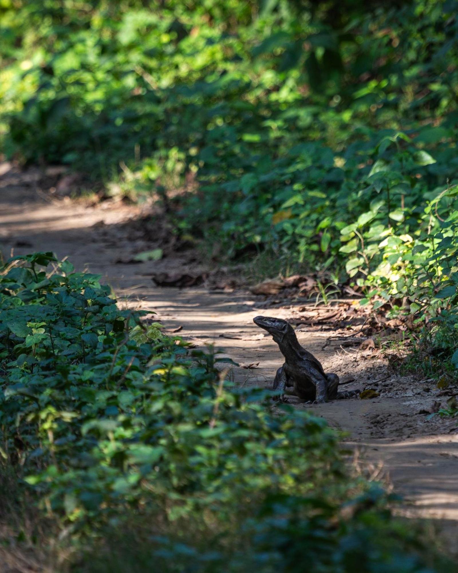 Sanctuary Chitwan National Park Dış mekan fotoğraf