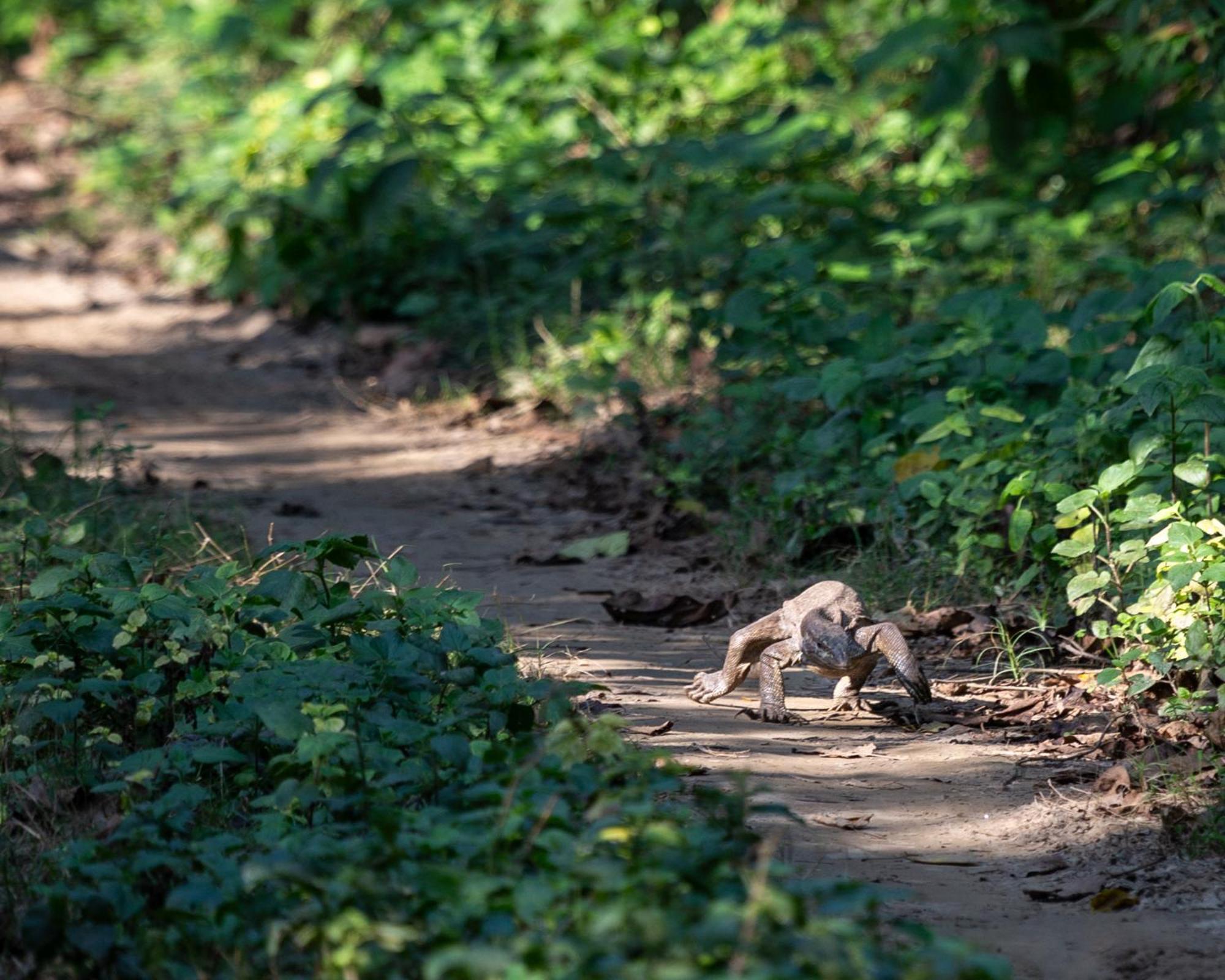 Sanctuary Chitwan National Park Dış mekan fotoğraf